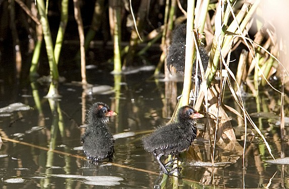 Fiume Coghinas-fauna