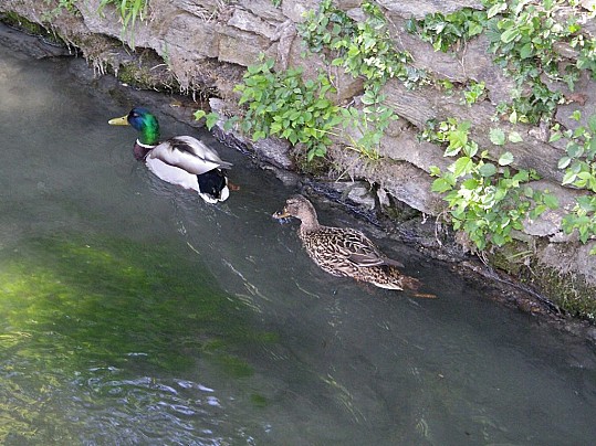 canale_papere