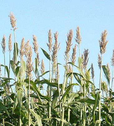sorgo1
