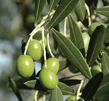 correggiolo