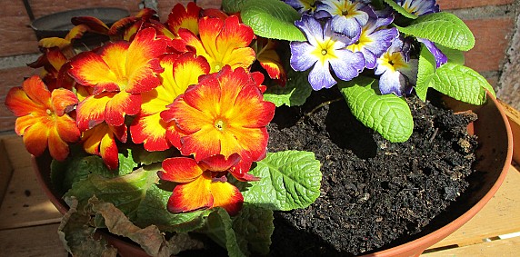 GROLLINO Ophelia I giardino di marzo