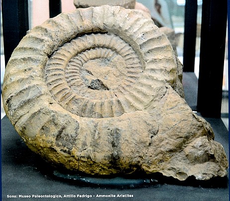 Museo fedrigo_ ammonite 2