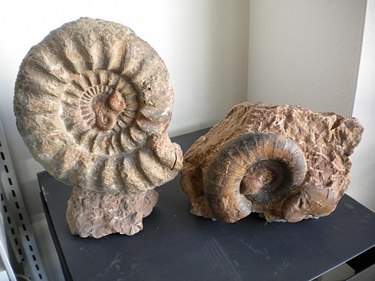 Museo fedrigo_ Ammonite_coppia