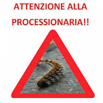 PROCESSIONARIA